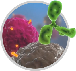 Cells